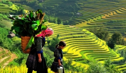 Khám phá thành phố trong mây Sapa 2 ngày 3 đêm