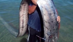 Video: 'Rắn biển' khổng lồ dài 4m dạt vào bờ biển