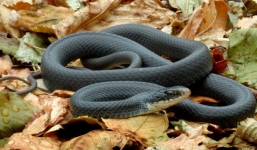 Khám phá loài rắn Mamba đen 'sát thủ bất khả xâm phạm' ở Châu Phi