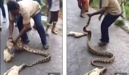Video dùng tay không siết bụng trăn khủng ép nôn ra hai con bê