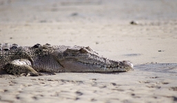 Ngồi hóng gió, một người phụ nữ bị cá sấu cắn đứt tay