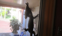 Cận cảnh thằn lằn 'khủng' ngoặm chặt thỏ treo lên cửa kính nhà dân