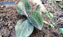 Săn “lộc trời” cỏ nhung bán giá hàng chục triệu đồng