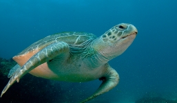 Video: Cận cảnh rùa biển trên hành trình trở về với đại dương