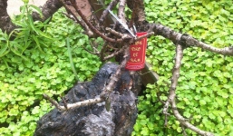 Đào “Thất Thốn” 50 triệu/cây đại gia không dám mua