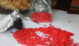 Phó chủ tịch xã vận chuyển 600 viên ma túy tổng hợp