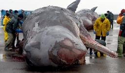 Video: Cảnh thu dọn thi thể 12 'quái vật' cá nhà táng trên bờ biển