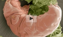 Cận cảnh động vật hồi sinh sau 30 năm bị đông lạnh