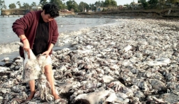 Bí ẩn 10.000 con mực 'khủng' chết trắng xóa bờ biển 