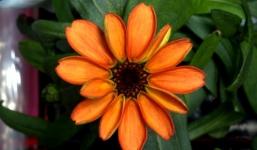 Bông hoa đầu tiên bung nở trên Trạm vũ trụ quốc tế