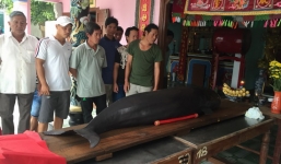 Cá voi dạt vào bờ biển Bình Định