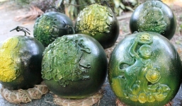 Độc đáo dưa hấu đắp phù điêu giá 250.000 đồng/quả