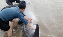 Video: Giải cứu cá voi khổng lồ nặng gần 3 tấn dạt vào bờ biển Nam Định
