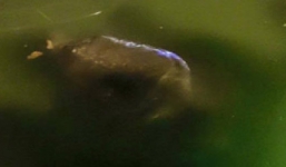 'Cụ' rùa Hồ Gươm chết