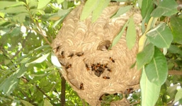 Ăn sáp ong rừng, 1 người chết, 13 người nhập viện