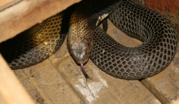 Người 'ăn ngủ' cùng ổ rắn độc thu được hàng chục tỉ đồng