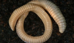 Video: Cận cảnh loài sâu khổng lồ to như rắn