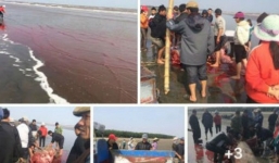 Thực hư vụ cá voi dạt vào bờ bị ngư dân xẻ thịt ở Nam Định