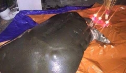 Cư dân mạng tiếc thương rùa hồ gươm