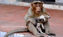 Bộ ảnh cảm động về chú khỉ chăm sóc chú chó mồ côi