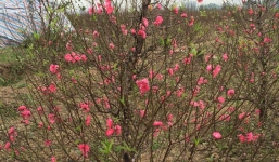 Hoa đào nở rực rỡ đón Tết sớm