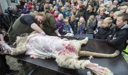 Video: Vườn thú Đan Mạch xẻ thịt sư tử công khai để giáo dục trẻ em