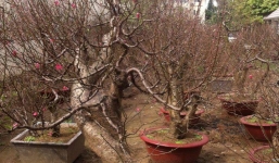 Đào cổ chỉ đại gia dám thuê giá 70 triệu đồng/gốc