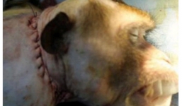 Công bố video cấy ghép đầu khỉ thành công ở Trung Quốc