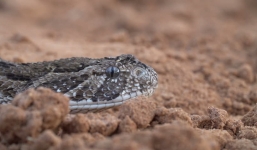 Hành trình săn mồi của rắn phì châu Phi