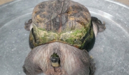 Chú rùa “siêu xấu” giá tiền tỷ ở Tiền Giang