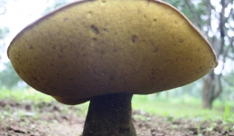 Xuất hiện vườn nấm 'lạ' khổng lồ ở Huế