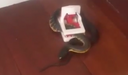 Rắn hổ mang sập bẫy chuột