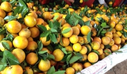 Cam xã Đoài gần 5 USD/quả vẫn cháy hàng dịp Tết 