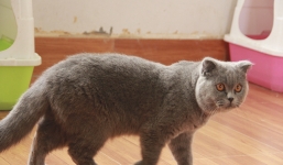 Cận cảnh mèo khổng lồ giá 60 triệu không bán