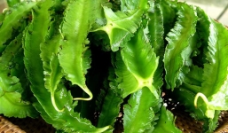 Đậu rồng và lợi ích bất ngờ cho sức khỏe