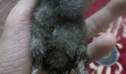 Video: Kỳ lạ gà 4 chân ở Nghệ An