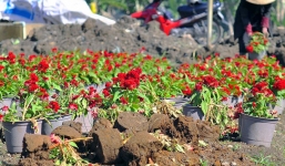 Hàng ngàn chậu hoa Tết của nông dân bị phá nát trong đêm