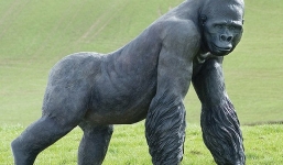 Khoảnh khắc khỉ đột cứu mạng cậu bé giữa bầy gorilla hung hăng