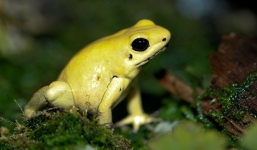 Cận cảnh ếch phi tiêu có nọc độc đủ giết 20 người 