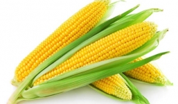 Lợi ích tuyệt vời của ngô ngọt ít người biết