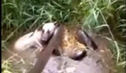 Người đàn ông liều mình tay không bắt trăn cứu chú chó