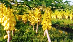 Trở thành triệu phú thu hơn 100 triệu đồng nhờ vườn đu đủ vàng