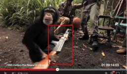 Các 'soái ca' chơi trội khi đưa súng cho khỉ nghịch