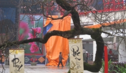 Cận cảnh cây đào đá thế 'rồng bay' giá 700 triệu ở Hà Nội