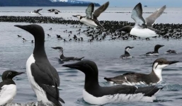 Video: Phát hiện 8.000 con chim chết nổi trên biển Alaska