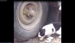 Hài hước cảnh chú chuột hóa thành tắc kè để trốn mèo