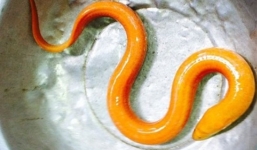 Người dân bắt được lươn vàng óng ở Vĩnh Long