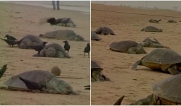 Video: Hơn 150 con rùa chết la liệt trên bãi biển Ấn Độ