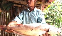 Ngư dân mong bán được cá lạ nghi cá sủ vàng để chữa bệnh cho con