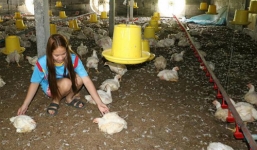 2.400 con gà hoảng sợ đến chết vì trực thăng của tướng Thái Lan
